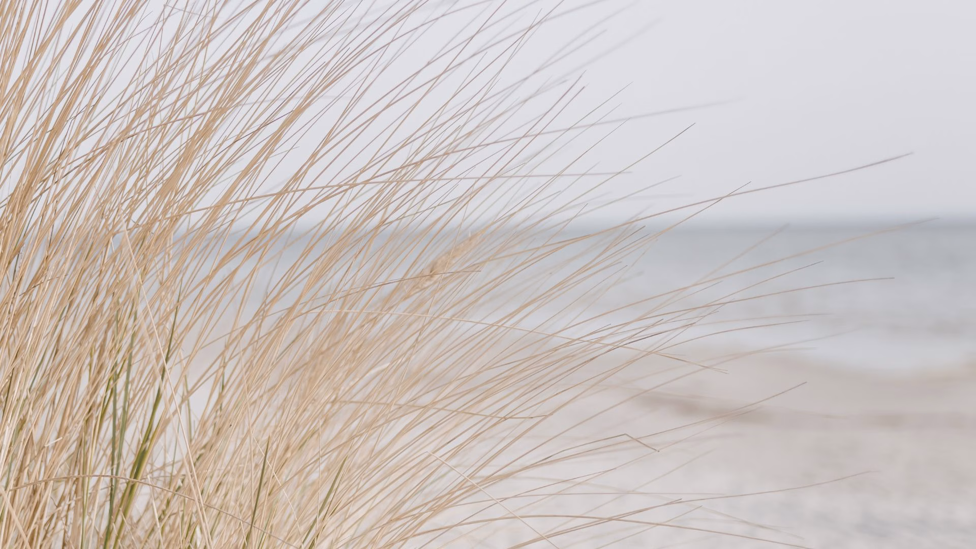 Dünengras im Wind