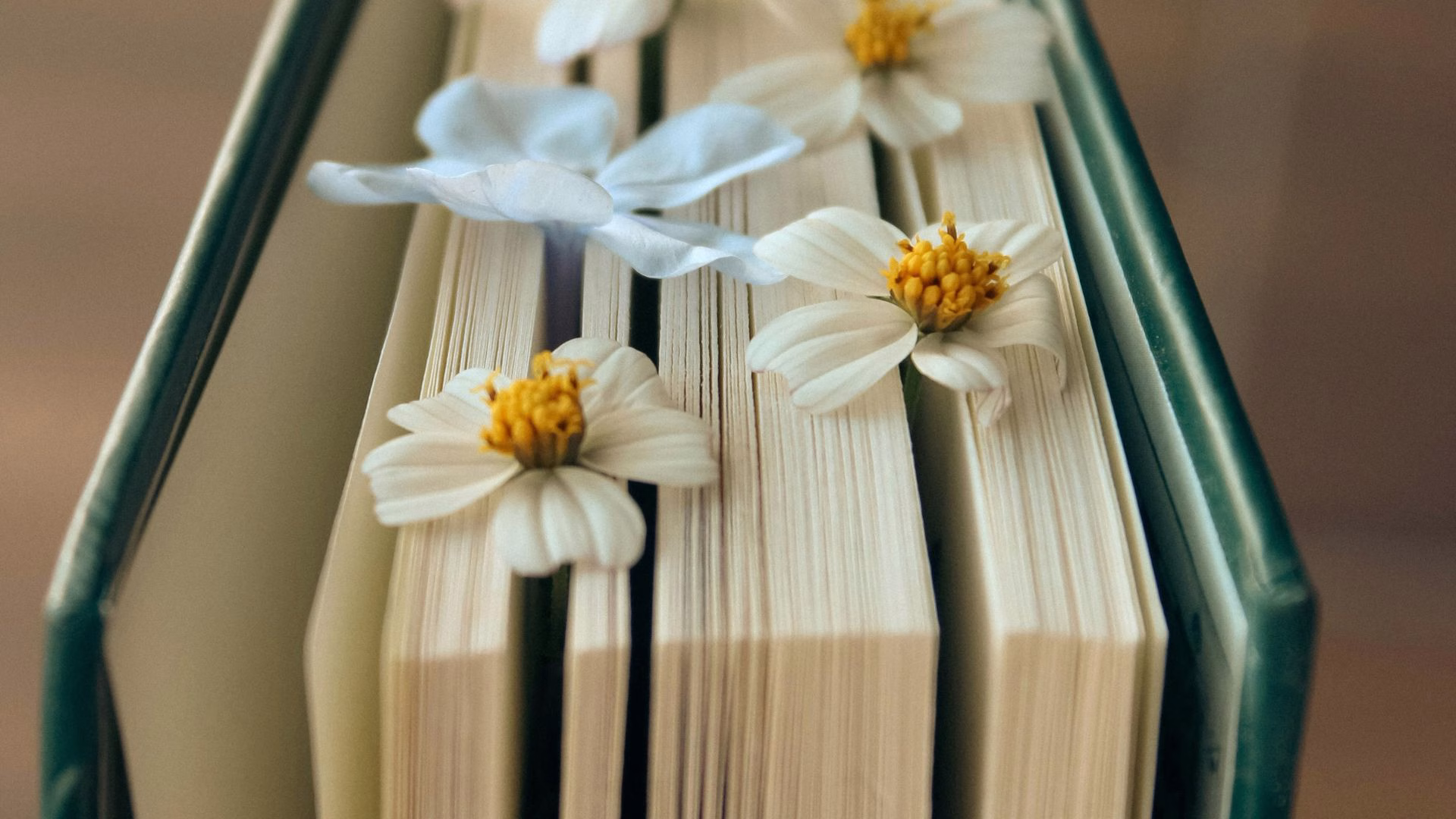 Eine Blume in einem Buch