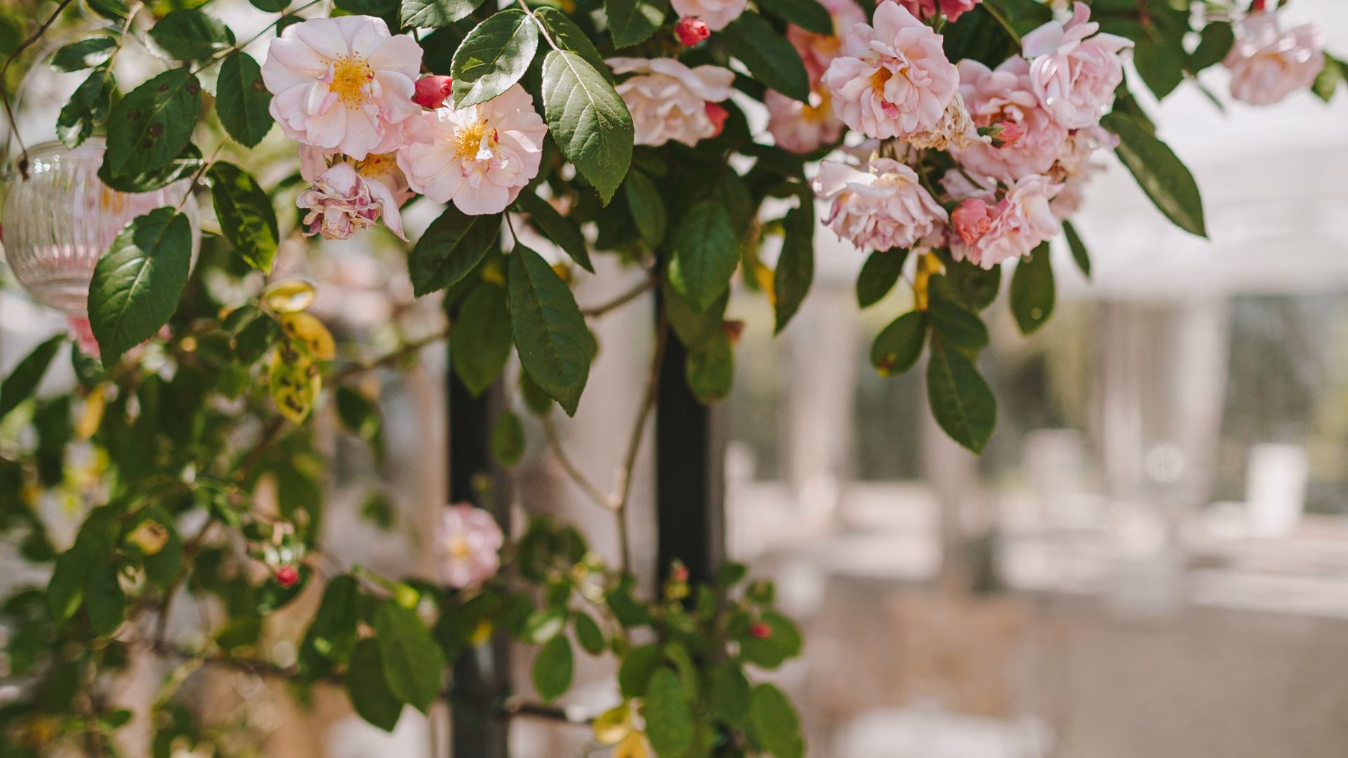 Rosen über einer Pergola